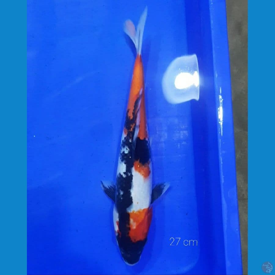 SHOWA 27 CM
