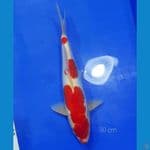 KOHAKU DOITSU 