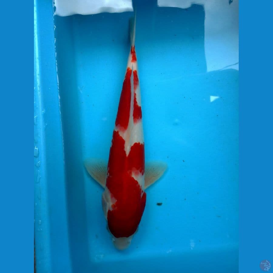 kohaku original 35-+