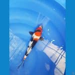 SHOWA 33 CM