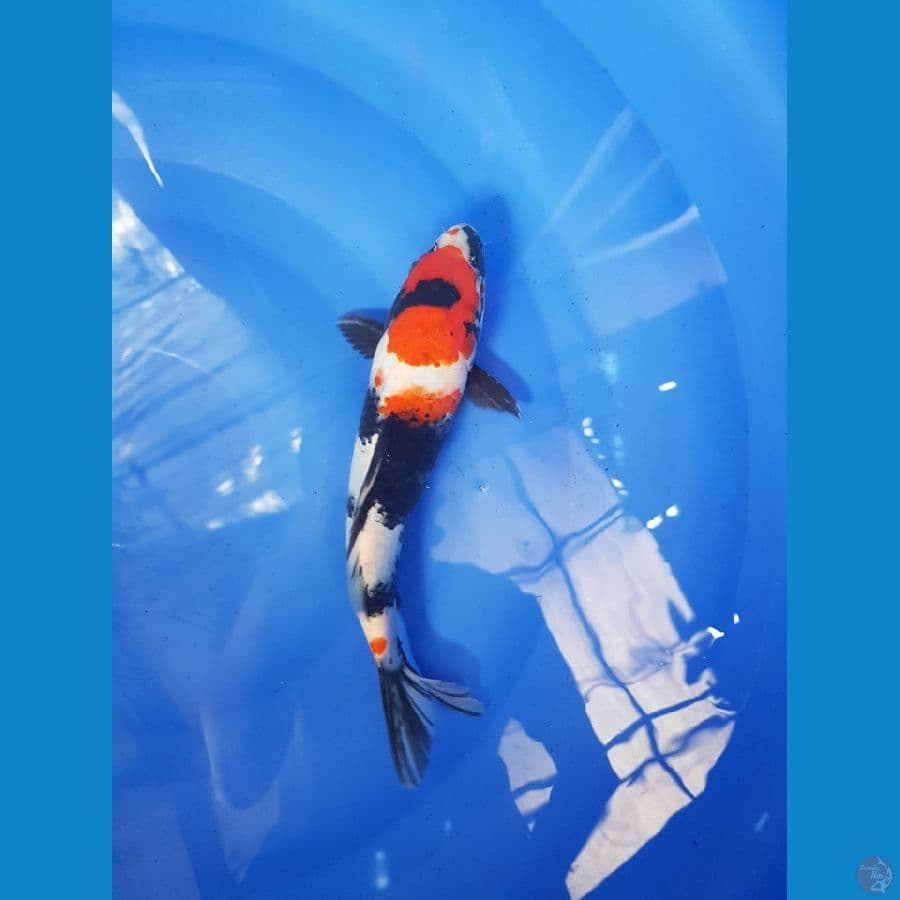 SHOWA 33 CM