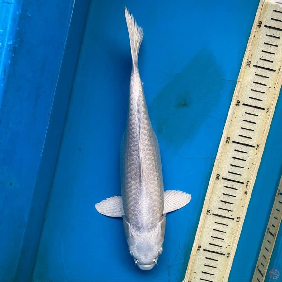 platinum 32cm