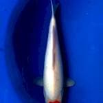 Tancho kohaku calon jumbo