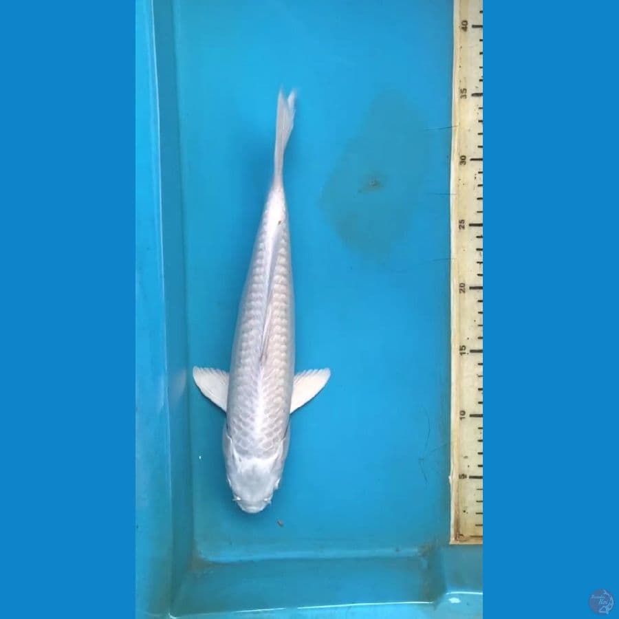 platinum 32cm
