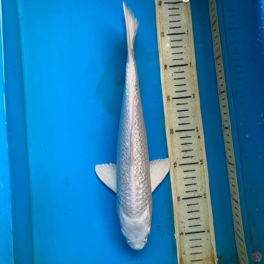 platinum ginrin 35cm