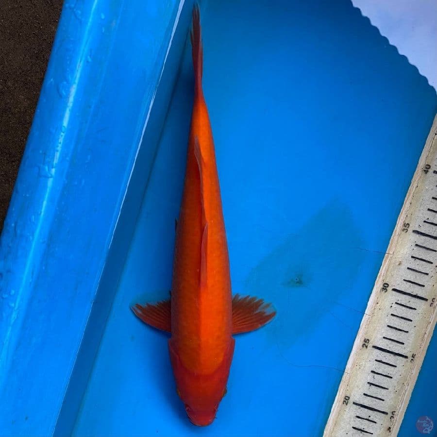 akahajiro 32cm