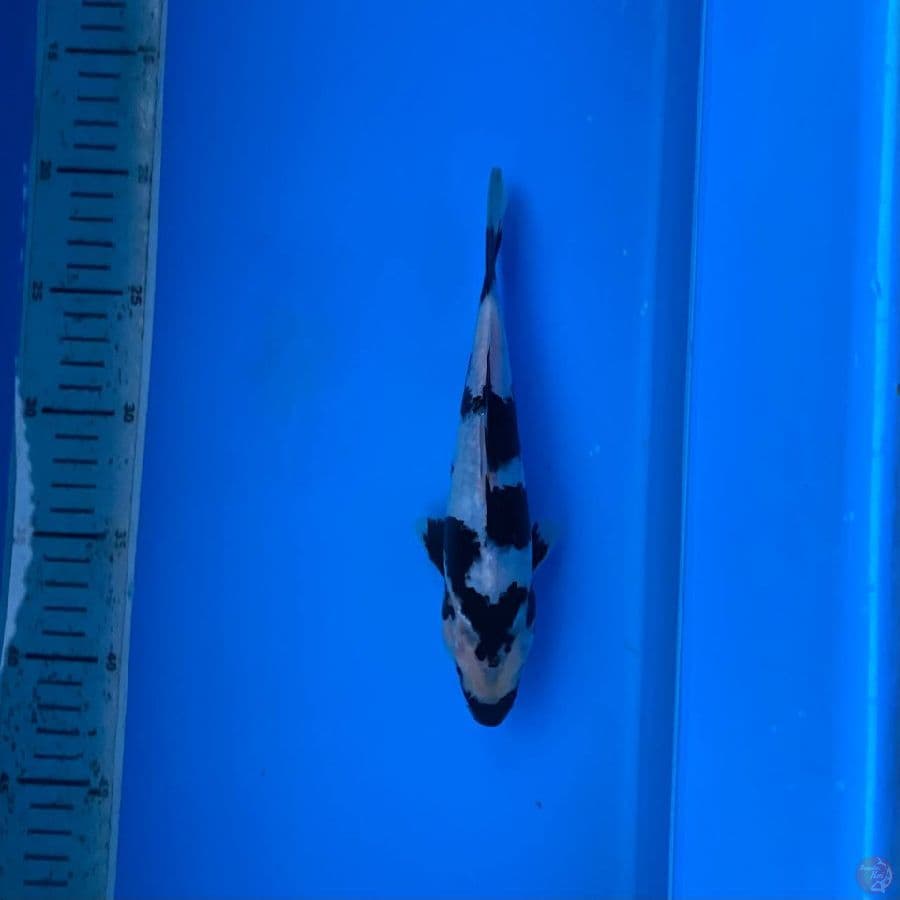 shiro 21cm 