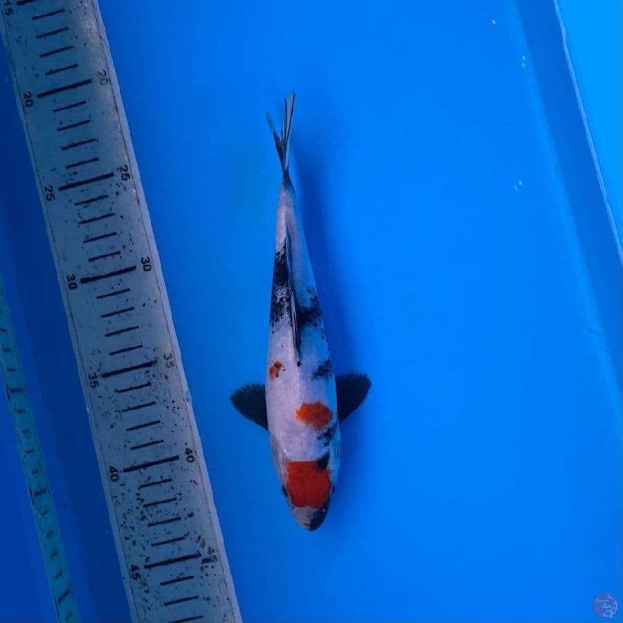 showa maruten 21cm