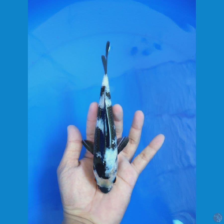 Shiro Ginrin 19 cm