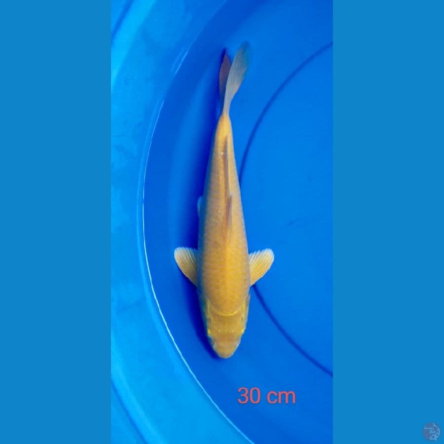 karashi mata merah punuk 30 cm