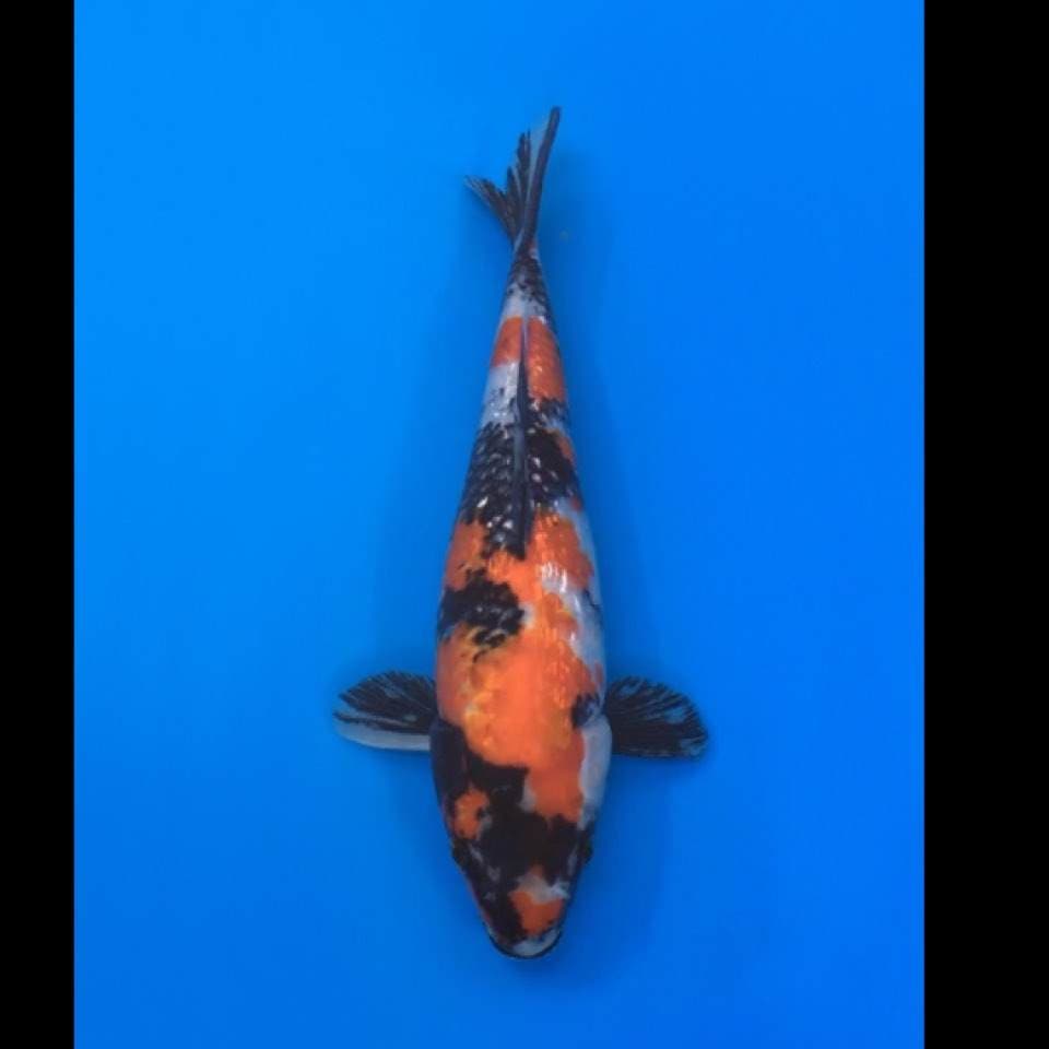showa ginrin 30cm