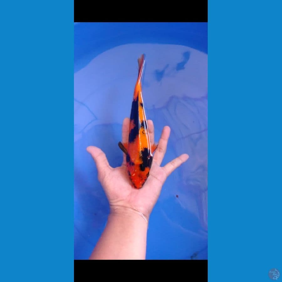 Hiutsuri 24 cm