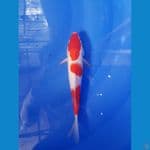 KOHAKU 3 STEP 23 BU