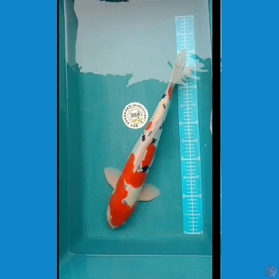 sanke doit 52cm