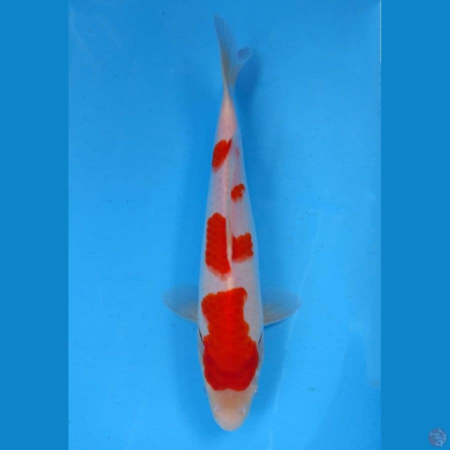 kohaku 28cm