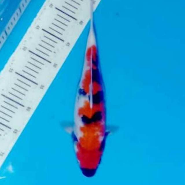 Showa 35 cm
