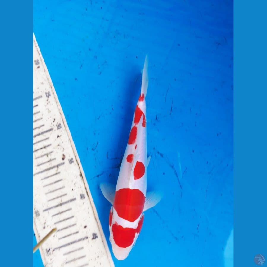 khohaku doitsu 23cm