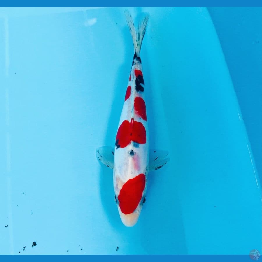 sanke doitsu murni, 15 cm