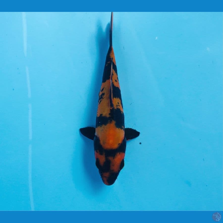 hi utsuri doitsu, 12 cm