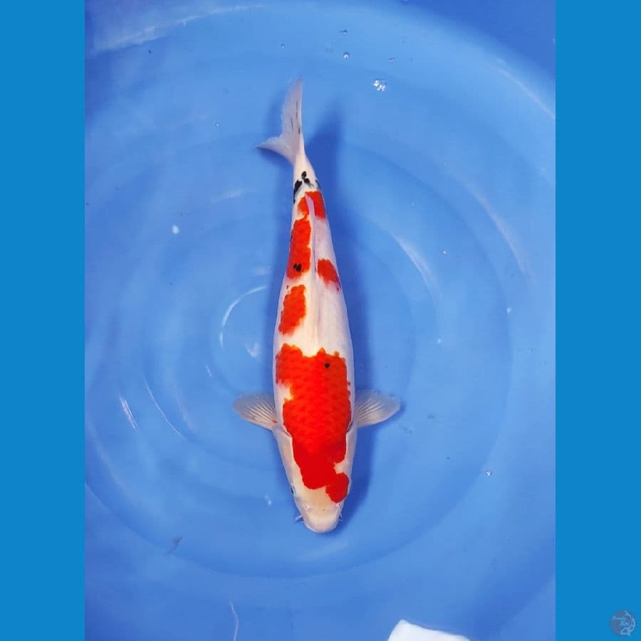 SUBOSUMI SANKE 40 CM