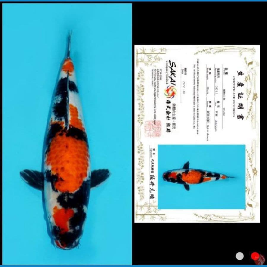 SHOWA SAKAI 41 CM.