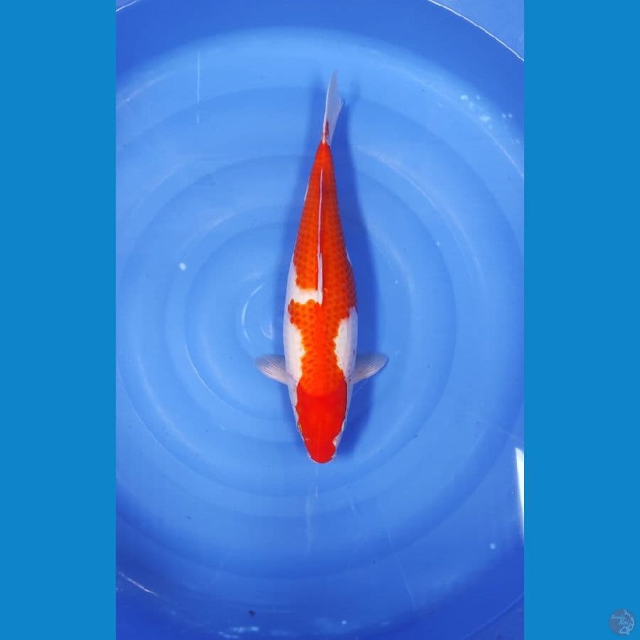 INAZUMA 45 CM