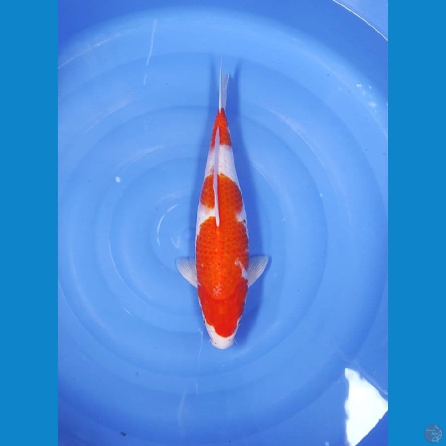 KOHAKU 43 CM