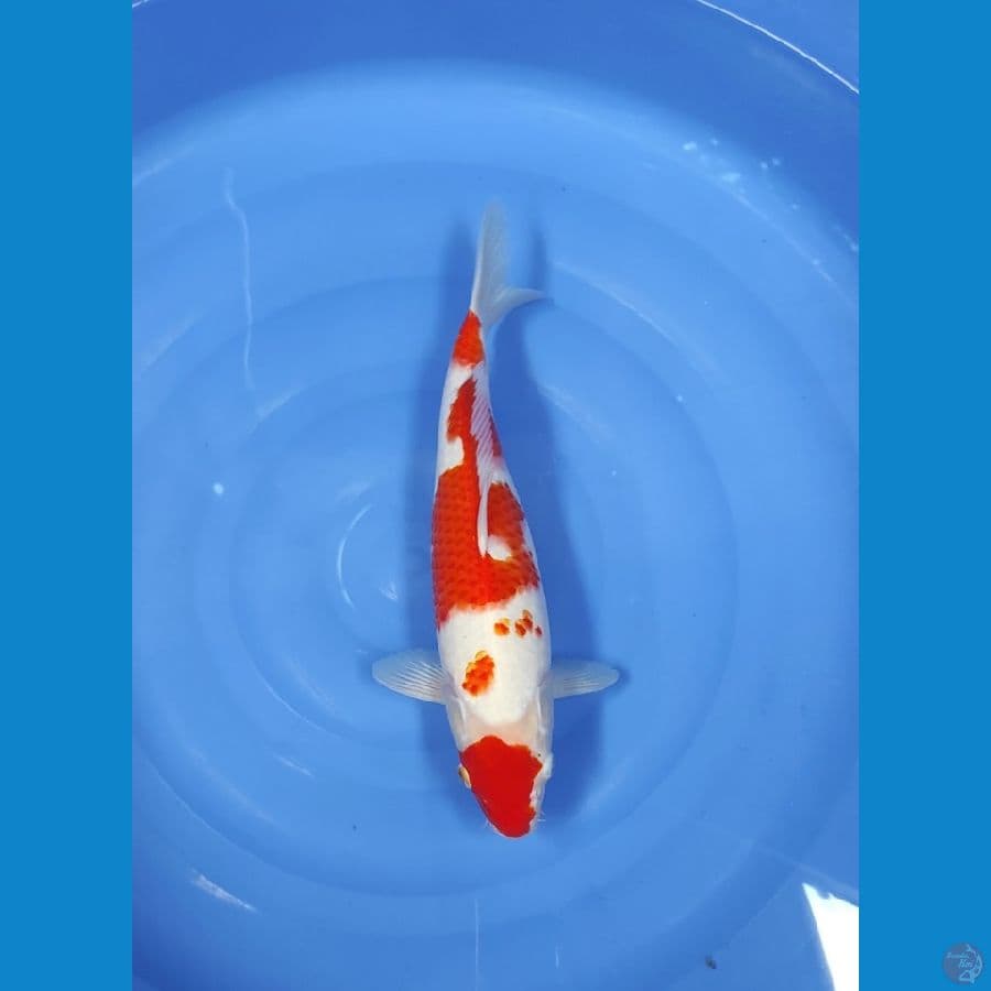 MARUTEN KOHAKU 40 CM