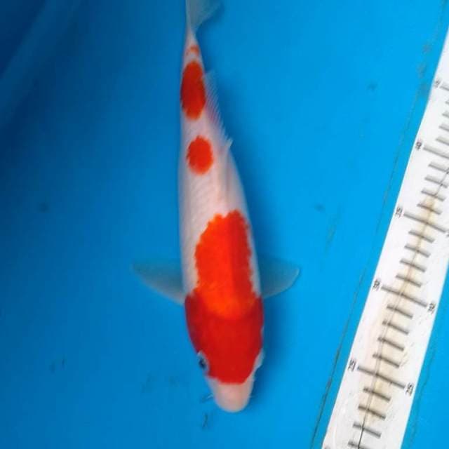 Kohaku
