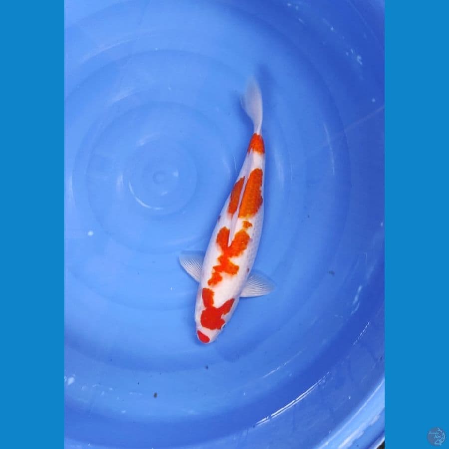SAKURA KOHAKU 40 CM