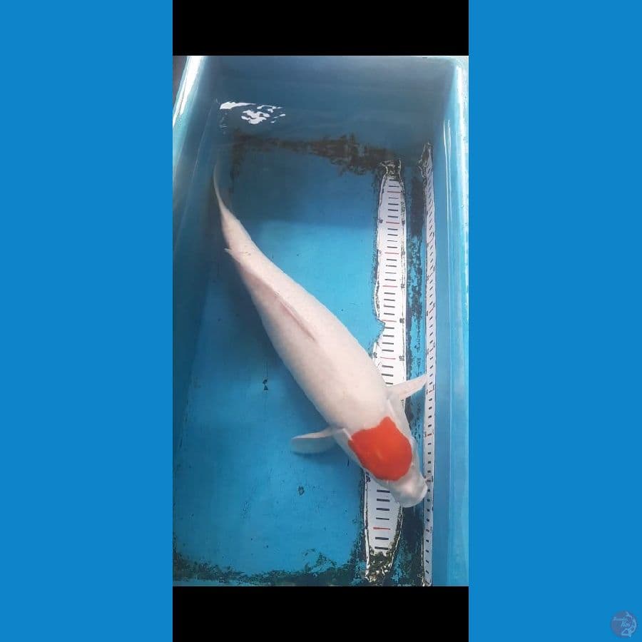 TANCHO KOHAKU ORI 50CM