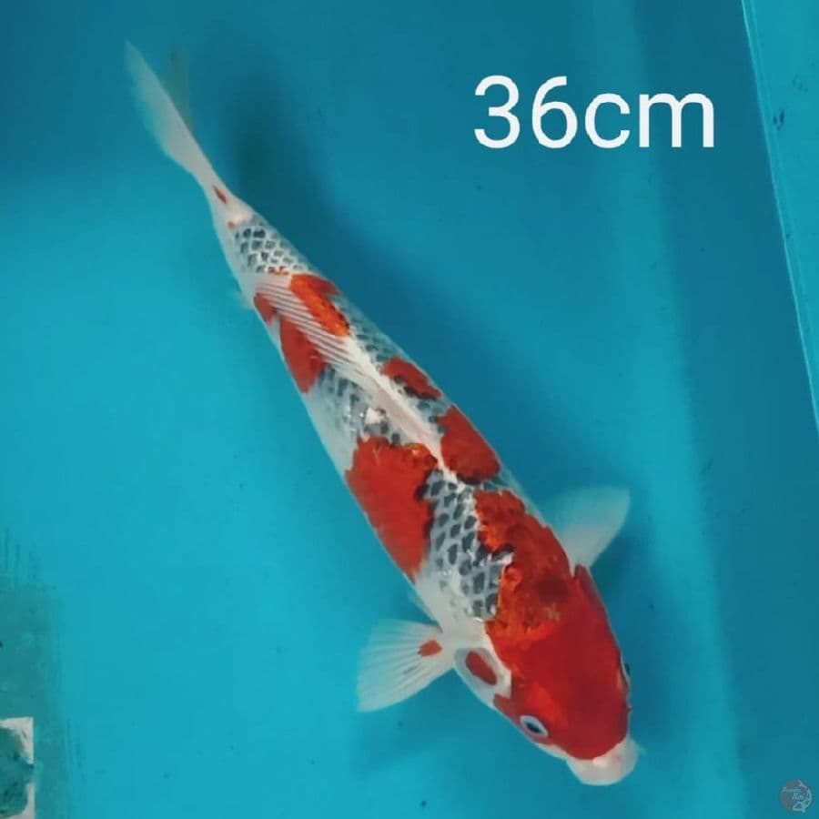 Goshiki 36cm