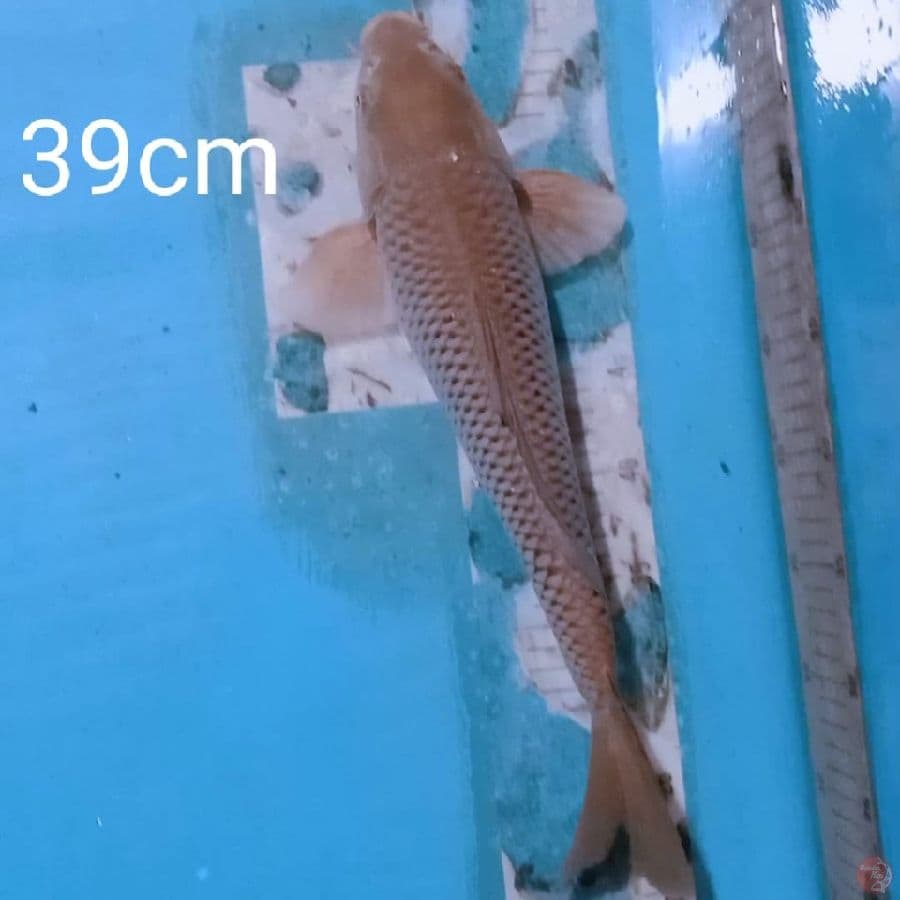 shoragoi 39cm