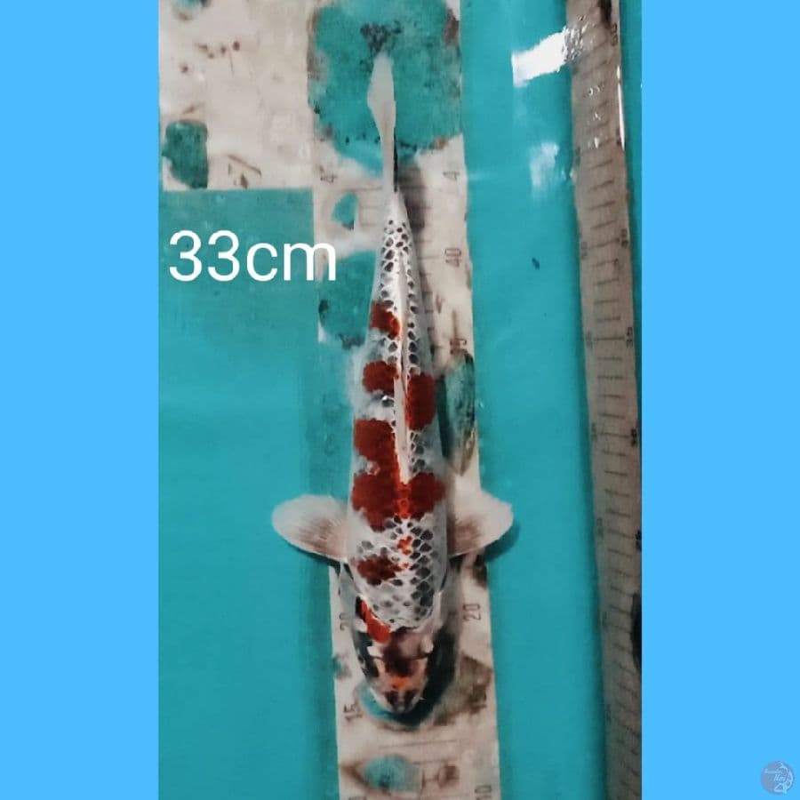 kujaku gingga 33cm