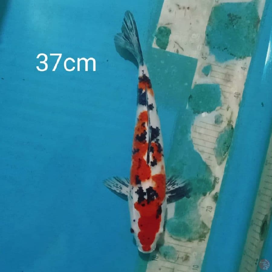 sanke 37cm