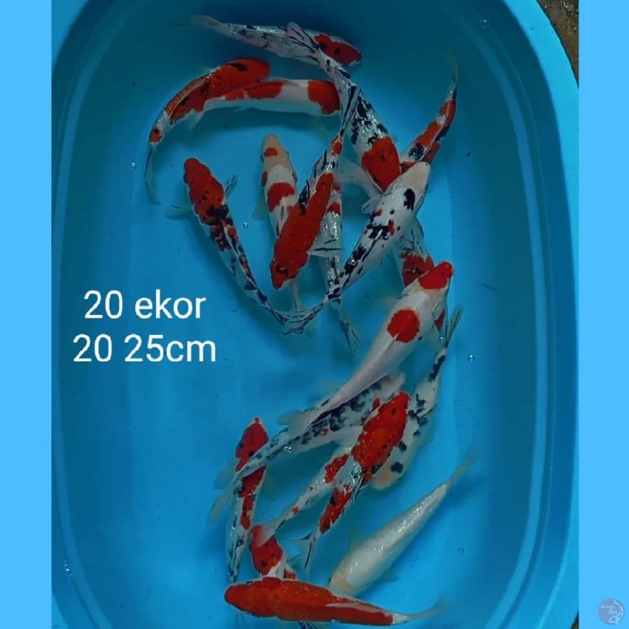 kohaku sanke 20 ekor 20 25cm