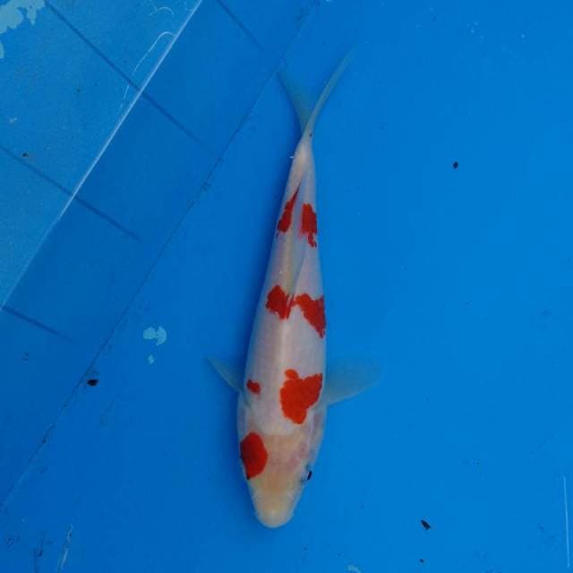 Sakura Kohaku F1