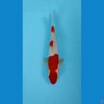 KOHAKU ORI 28 cm