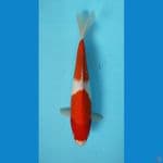 KOHAKU ORIGINAL 31 cm