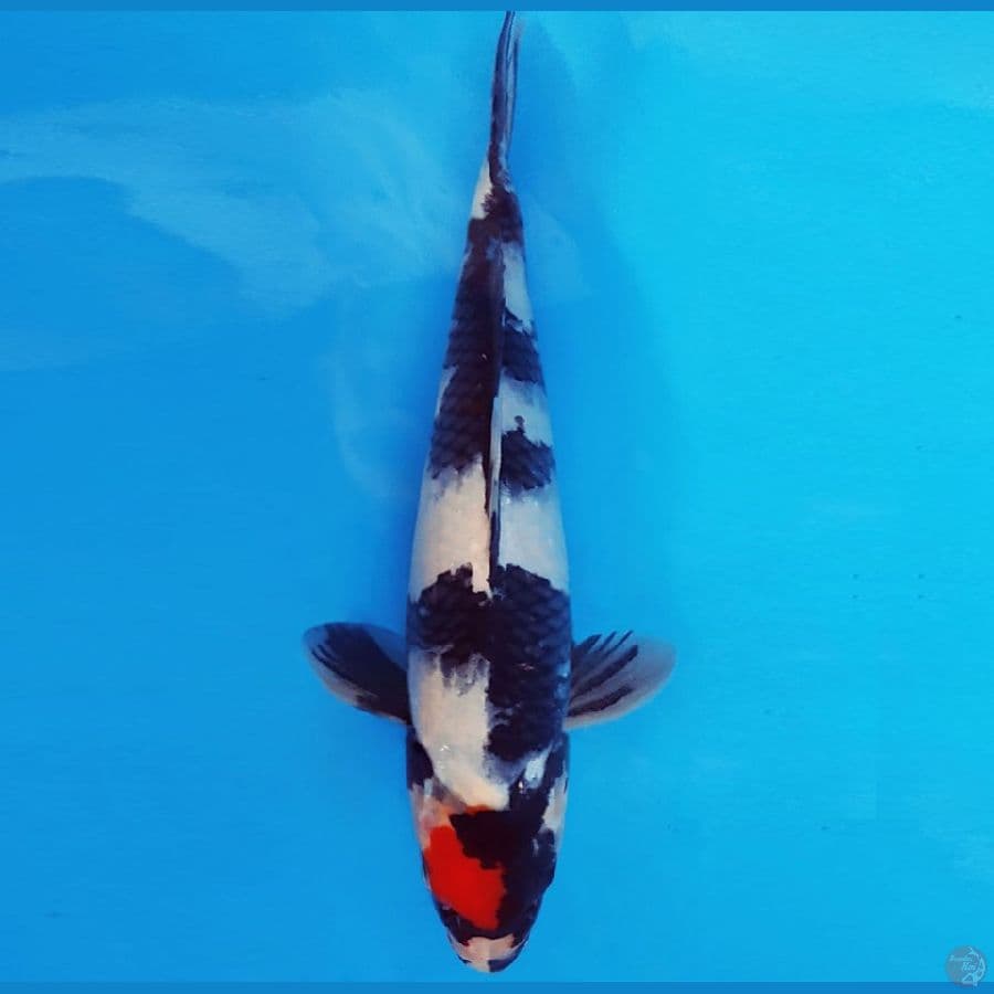 NAGOYA 6 ~ TANCHO SHOWA 24 cm/male ™