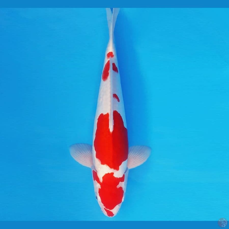 NAGOYA 8 ~ KOHAKU DOITSU 35 cm/fm ™
