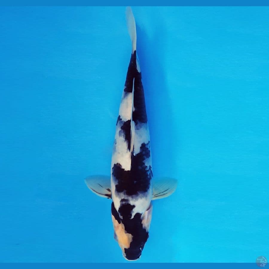 NAGOYA 10 ~ SHIRO EVO 24 cm/male ™