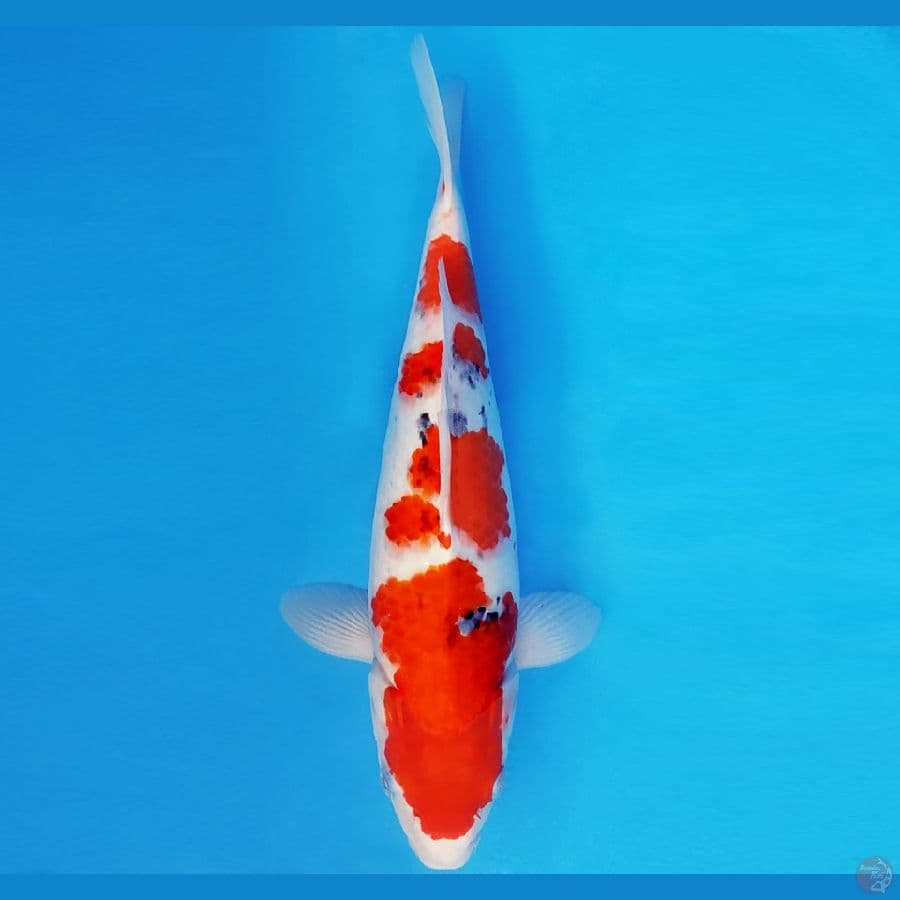 NAGOYA 11 ~ TAISHO SANKE 38 cm/fm ™