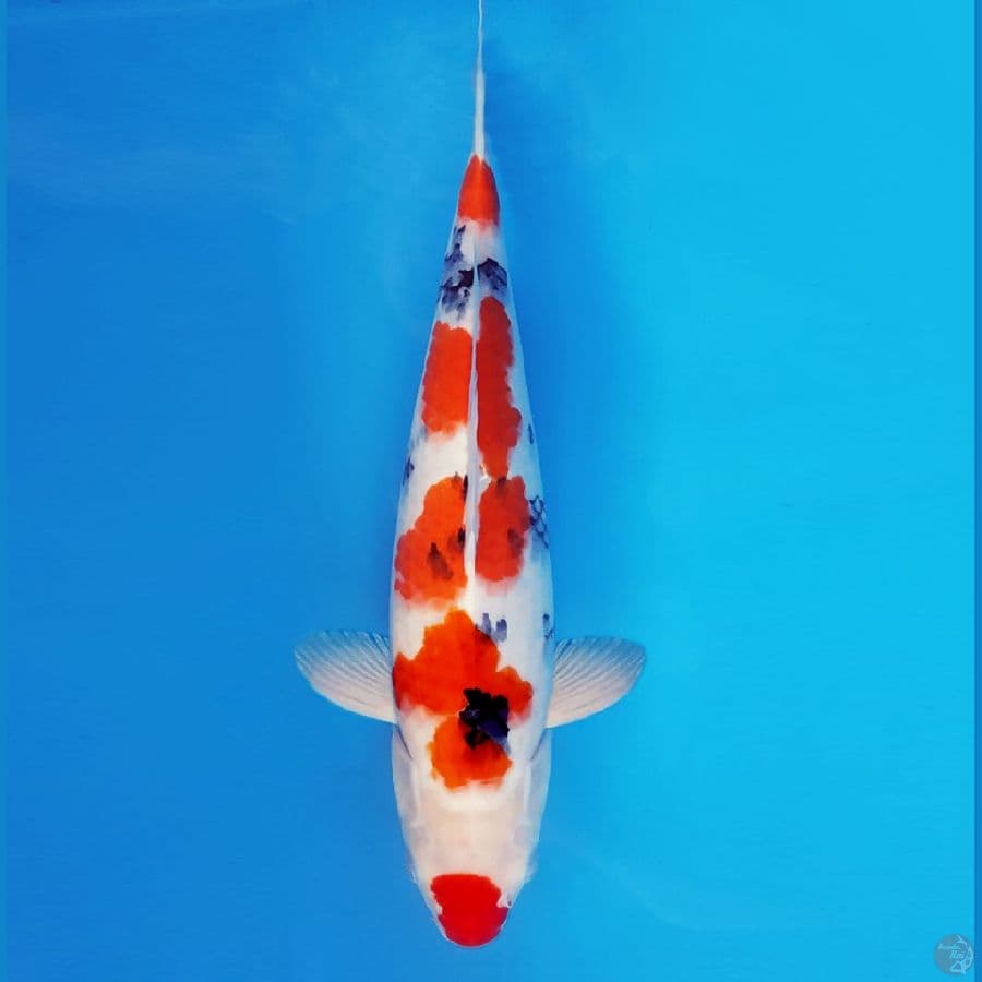 NAGOYA 13 ~ SANKE 37 cm/fm ™