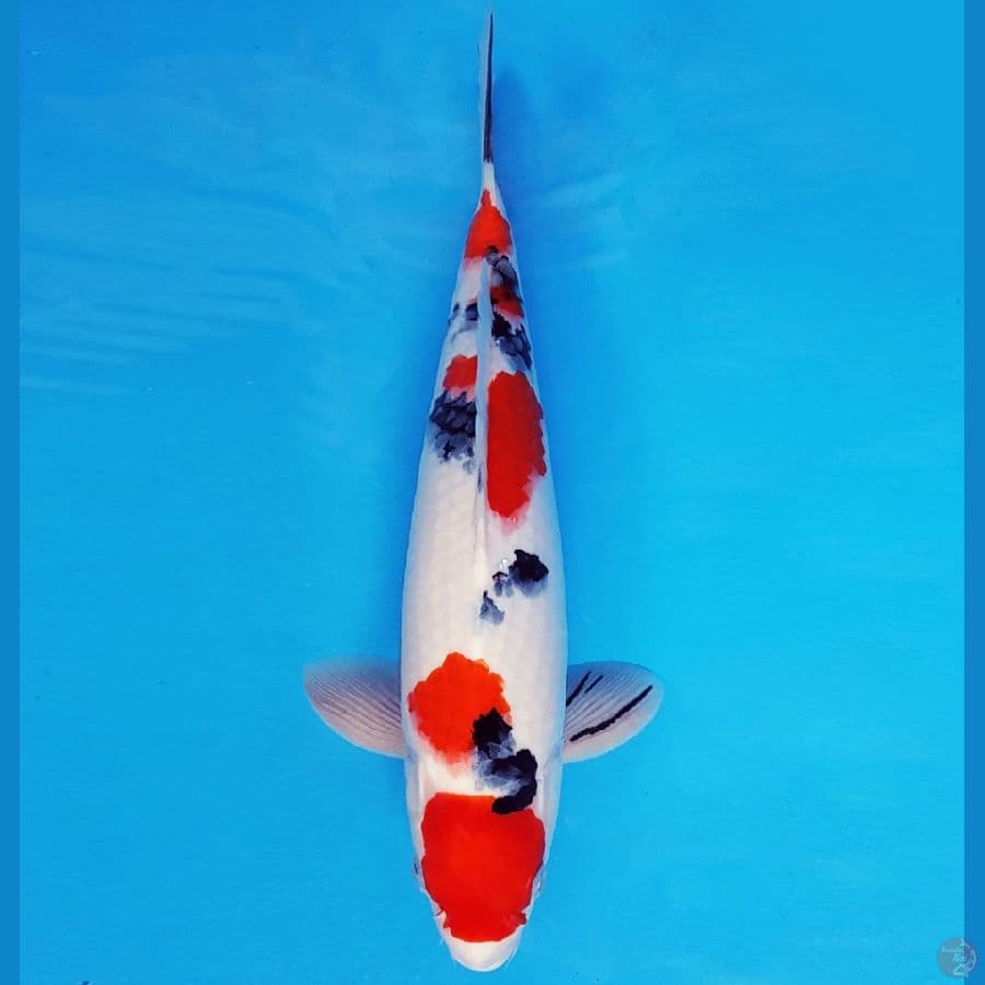 NAGOYA 14 ~ SANKE 33 cm/male ™