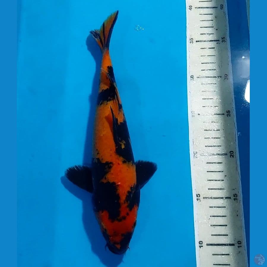 HI UTSURI 28 CM