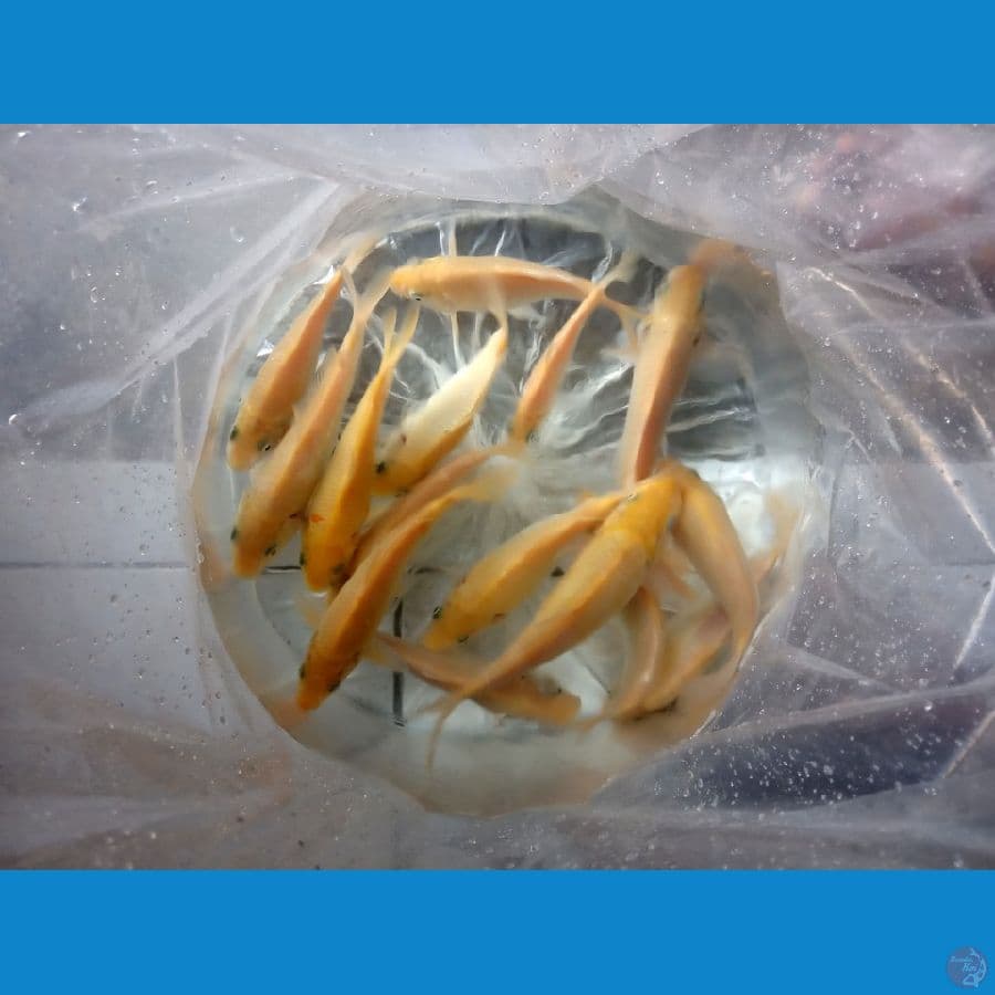 paket mix 15 ekor siap di besarkan 