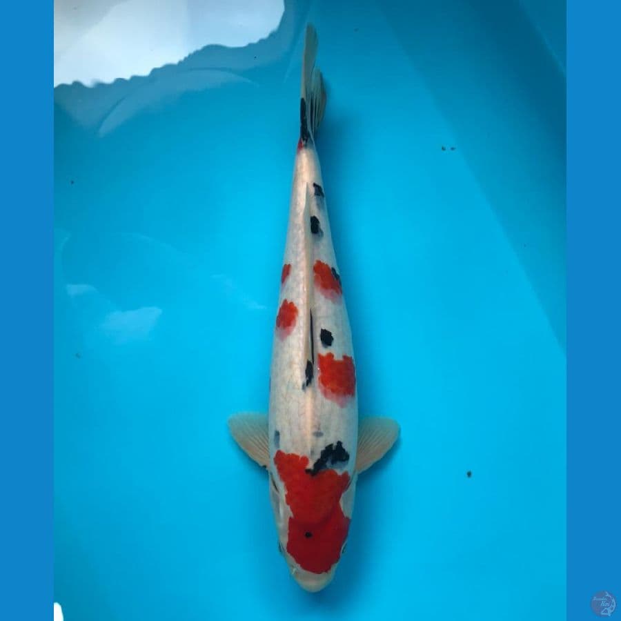sanke 40cm