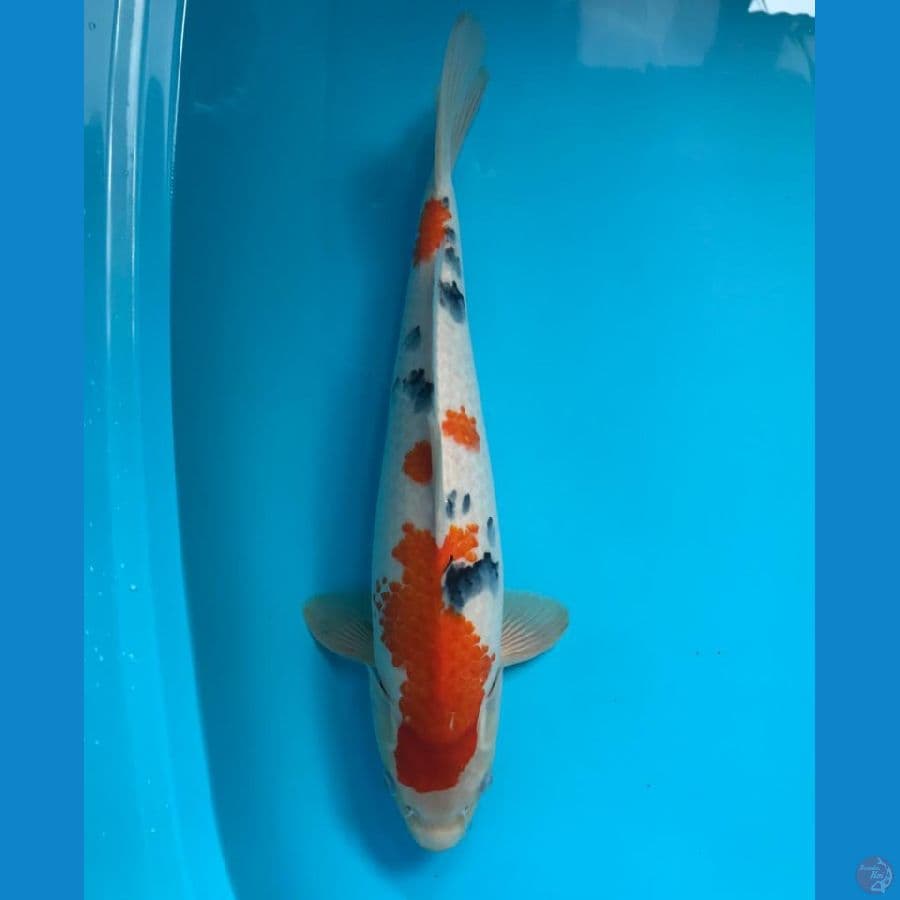 sanke 43cm