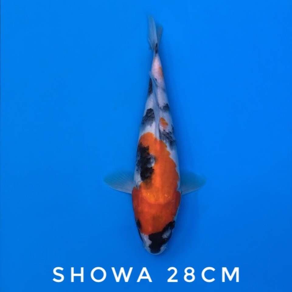showa 28cm